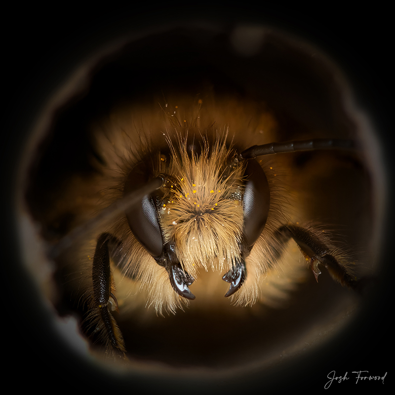 Bee Portrait Mandibles
