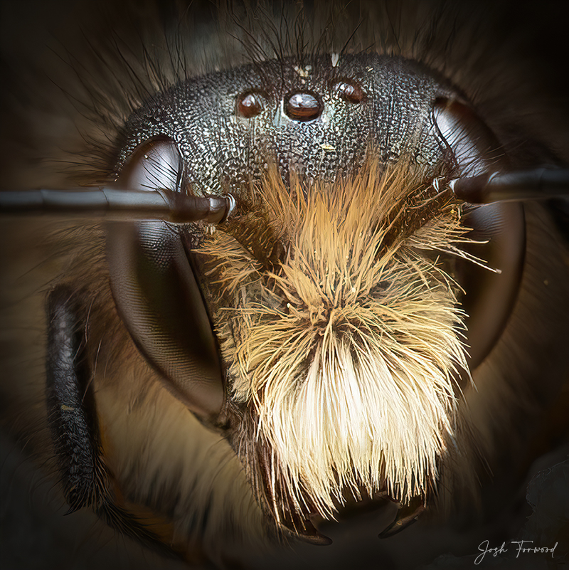 Bee Portrait Big