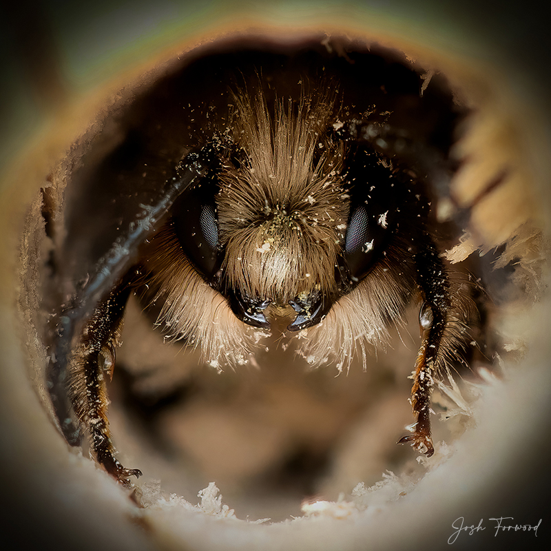 Bee Portrait Small
