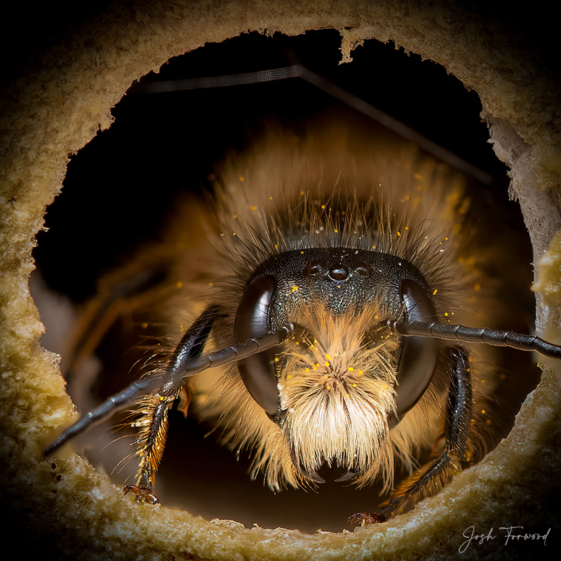 Bee Portrait Bright