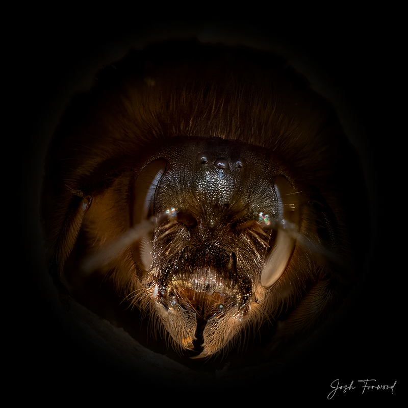 Bee Portrait Dark